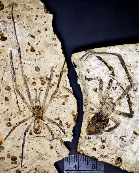 largest spider fossil ever found.